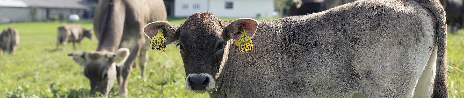 Impressionen Heimatunternehmen Allgäu