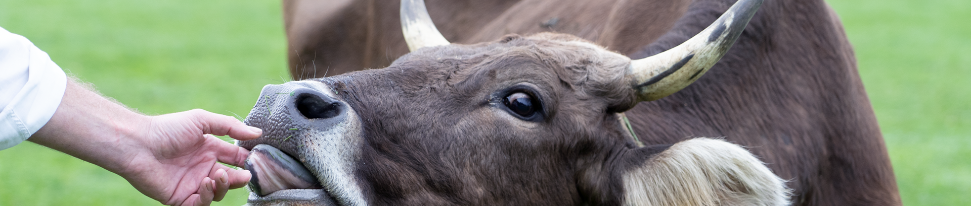 Impressionen Heimatunternehmen Allgäu